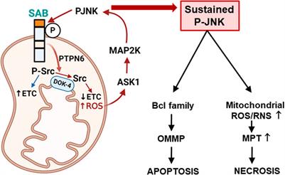 Mitochondrial P-JNK target, SAB (SH3BP5), in regulation of cell death